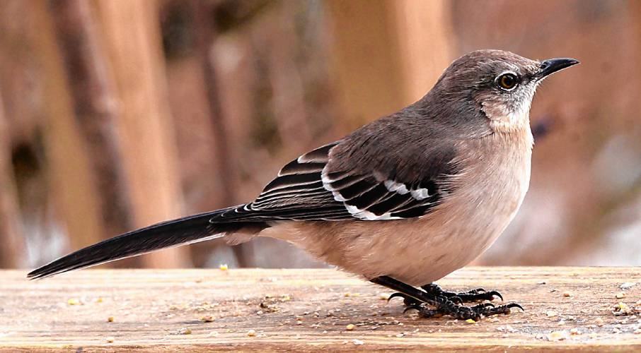 The slender gray body, the long tail, and the golden eyes of a Northern Mockingbird make it impossible to confuse with any other species in our area. The slender gray body, the long tail, and the golden eyes of a Northern Mockingbird make it impossible to confuse with any other species in our area.
