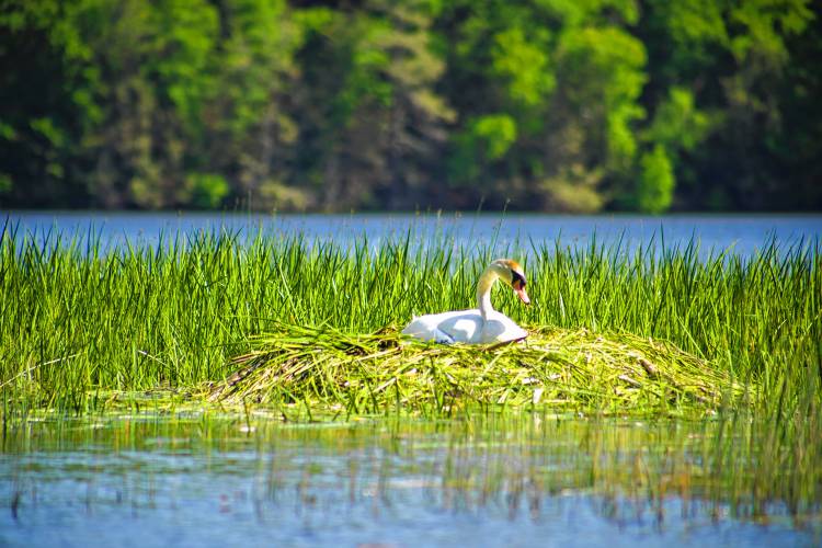 A nesting Swan near Doctor’s Island in Gill.