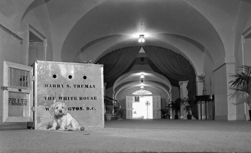 Feller, a 5-week-old cocker spaniel sent to President Harry Truman as a gift, poses by his crate in a White House corridor in December 1947.