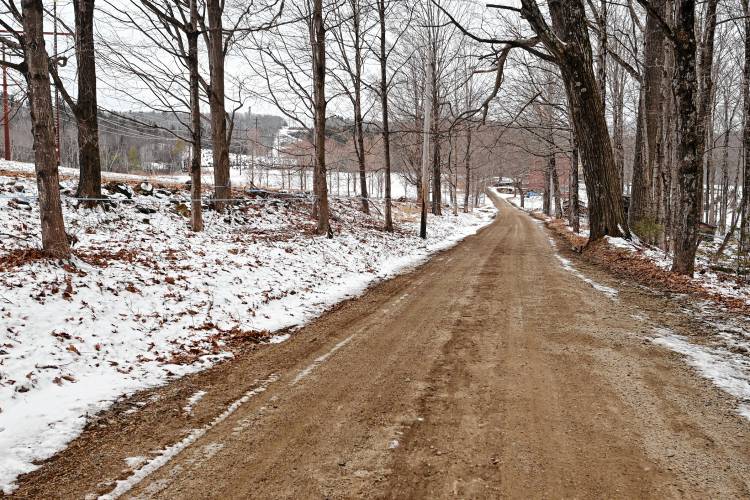 Idle sugaring lines connecting maple trees along Bellus Road in Ashfield wait for spring. Idle sugaring lines connecting maple trees along Bellus Road in Ashfield wait for spring.