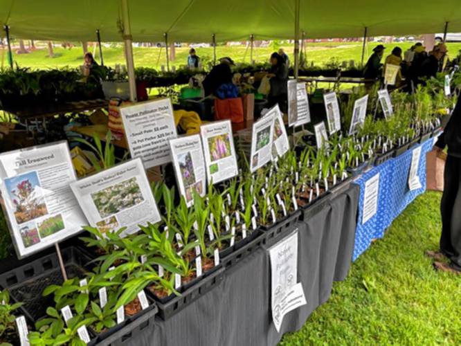 The Garden Club of Amherst will hold its annual plant sale on the Town Common on May 18. In addition to shrubs, small trees and vegetable starts, the sale offers dozens of interesting perennials dug from the gardens of club members and carefully potted and prepped for the sale.