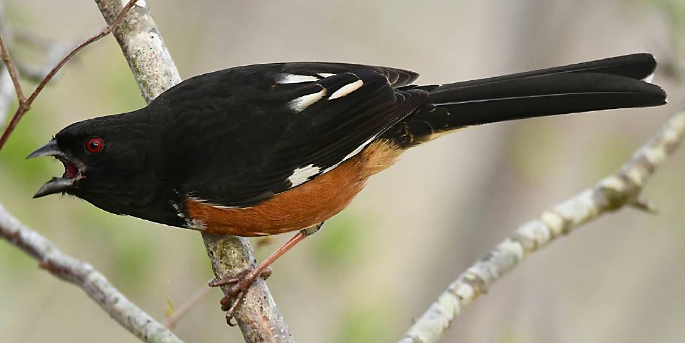 I crossed paths with this gorgeous male eastern towhee while visiting Sachuest Point National Wildlife Refuge. I heard the bird's song, went looking for it, and was rewarded with a bird willing to pose for a photo.