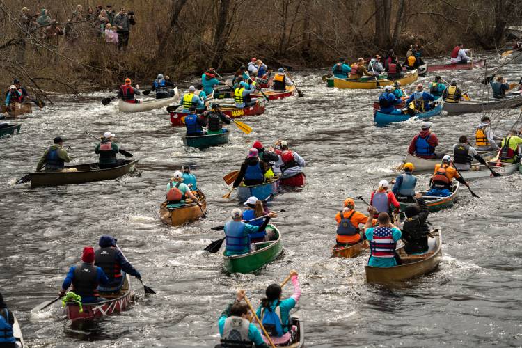 Canoeists make their way down the Millers River for the 59th running of the River Rat Race on Saturday.