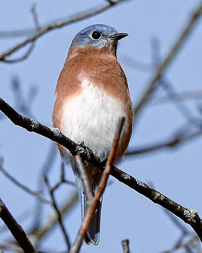 In the spring, long before the leaves emerge, eastern bluebirds (like this male) will scour the fields and forest edges for suitable places to raise a family.