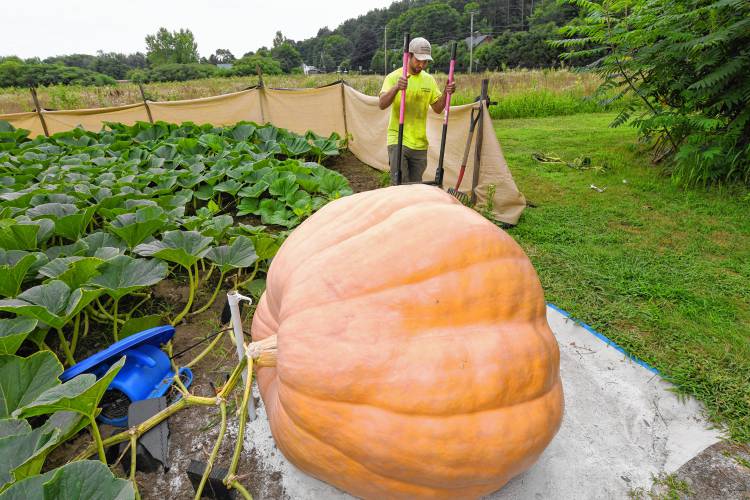 Hayden Rouse of Bernardston with his 1,400-pound pumpkin, Spitfire.