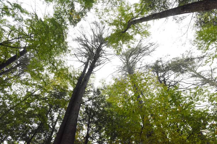 A towering grove of white pine trees in the Mohawk Trail State Forest. The Ashfield Energy Committee, Citizen’s Climate Lobby and the First Congregational Church of Ashfield are inviting the community to talk about trees, why they are important and what can be done to protect them.