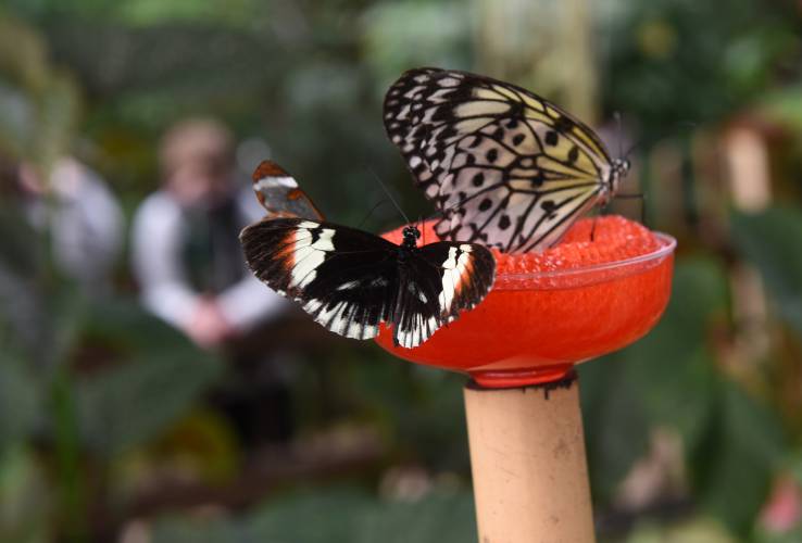 Butterflies at a feeding station at Magic Wings Butterfly Conservatory in South Deerfield. The Travel Club offered by the Bernardston and Northfield senior centers will head to Magic Wings Butterfly Conservatory and have lunch at Wendy’s on Wednesday, Jan. 24, at 10 a.m. Butterflies at a feeding station at Magic Wings Butterfly Conservatory in South Deerfield. The Travel Club offered by the Bernardston and Northfield senior centers will head to Magic Wings Butterfly Conservatory and have lunch at Wendy’s on Wednesday, Jan. 24, at 10 a.m.