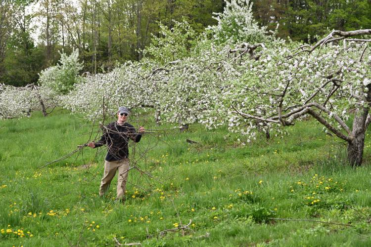 Caleb Patnode works among the blossoming McIntosh apple trees on the hill behind Hagar’s Farm Store in Shelburne. Caleb Patnode works among the blossoming McIntosh apple trees on the hill behind Hagar’s Farm Store in Shelburne.