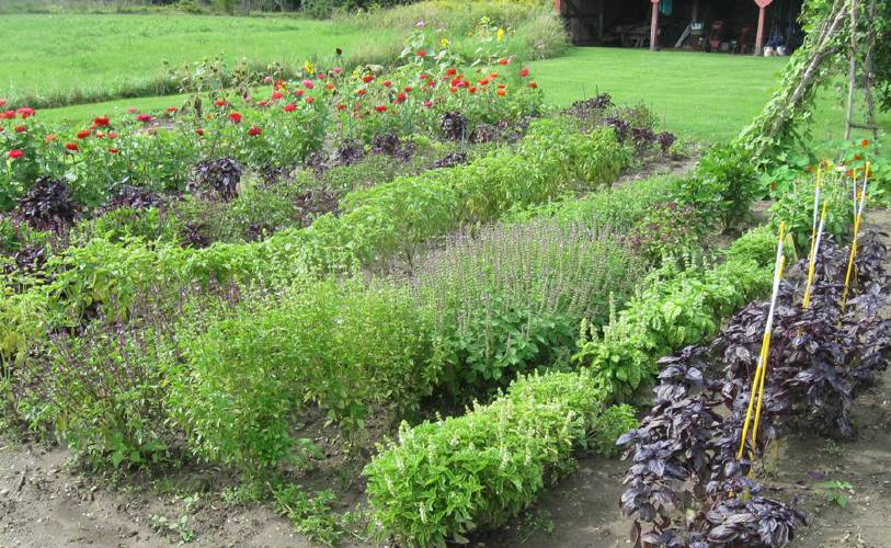 A collection of basil plants in South Deerfield. “Nourish Your Nerves: An Herbal Workshop” is scheduled for the New Salem Public Library from 2 to 3:30 p.m. on Saturday, Jan. 18.