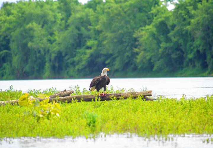 View from the river: a bald eagle standing on Second Island in Sunderland.