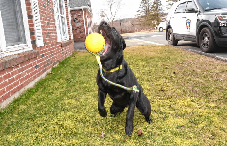Orange Police Department’s K-9 Swoop, pictured outside the Police Station.