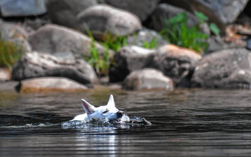 Lotti, a white German shepherd, retrieves a stick thrown in the Deerfield River by Greenfield resident Ruth Gemperlein. Lotti, a white German shepherd, retrieves a stick thrown in the Deerfield River by Greenfield resident Ruth Gemperlein.