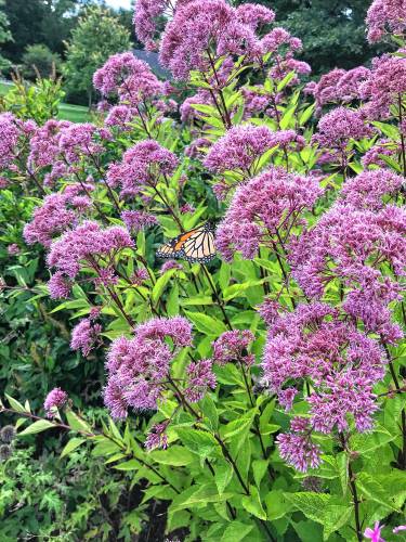 Joe-Pye weed flowers attract monarch butterflies, which are part of the food web that supports all of life, including birds.