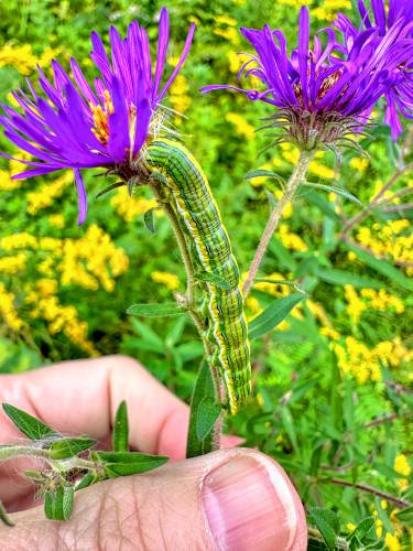 Planting New York ironweed attracts many insects that are high on the menu of birds’ favorite foods, including the owlet moth caterpillar shown here.
