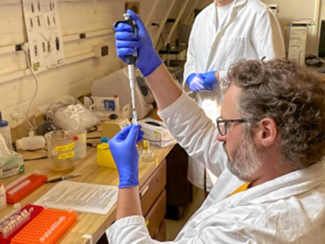 James Garner works in Dr. Jeremy Andersen’s insect lab at the University of Massachusetts Amherst to extract DNA from filters.