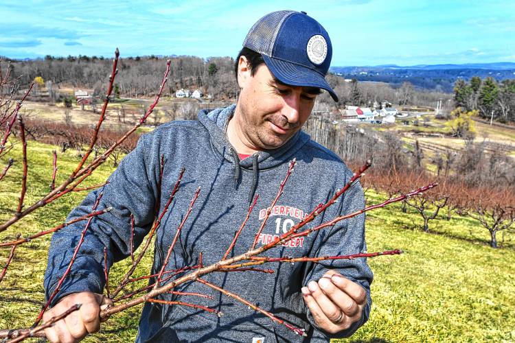 Ben Clark of Clarkdale Fruit Farms in Deerfield examines buds on peach trees in his family’s orchard. Ben Clark of Clarkdale Fruit Farms in Deerfield examines buds on peach trees in his family’s orchard.