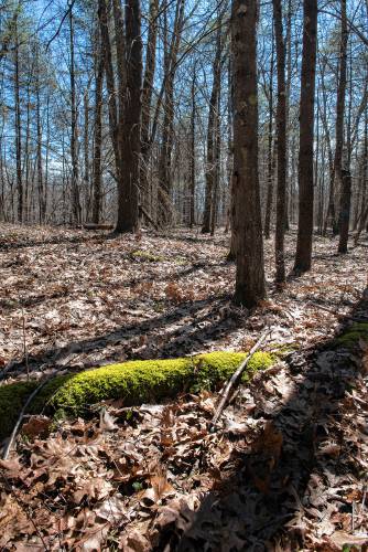 Scene off Montague Road in Wendell State Forest.