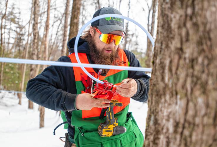 Cooper Deane adds a tap to a dropline while tapping trees near Shelburne Falls.