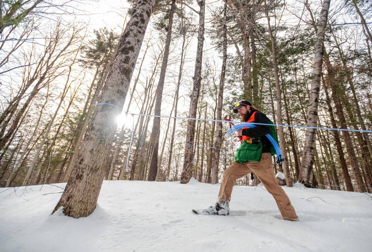 Cooper Deane walks through the snow while tapping trees near Shelburne Falls. 