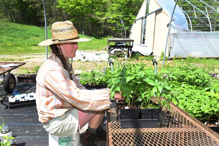 Kali Lucey weeds starts at Hillside Nursery in Ashfield.