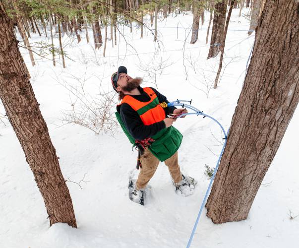 Cooper Deane checks the health of a tree before tapping. 