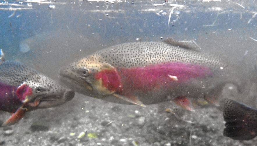 Mature rainbow trout at the Bitzer State Hatchery in Montague. A decision on the longstanding practice of stocking rainbow trout in the upper Deerfield River will come before the state Division of Fisheries and Wildlife next week. Mature rainbow trout at the Bitzer State Hatchery in Montague. A decision on the longstanding practice of stocking rainbow trout in the upper Deerfield River will come before the state Division of Fisheries and Wildlife next week.