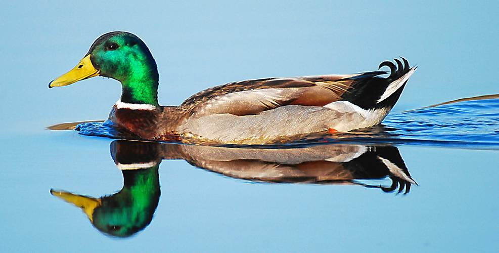 This is probably the best photo of a male mallard that I have ever taken. This is probably the best photo of a male mallard that I have ever taken.