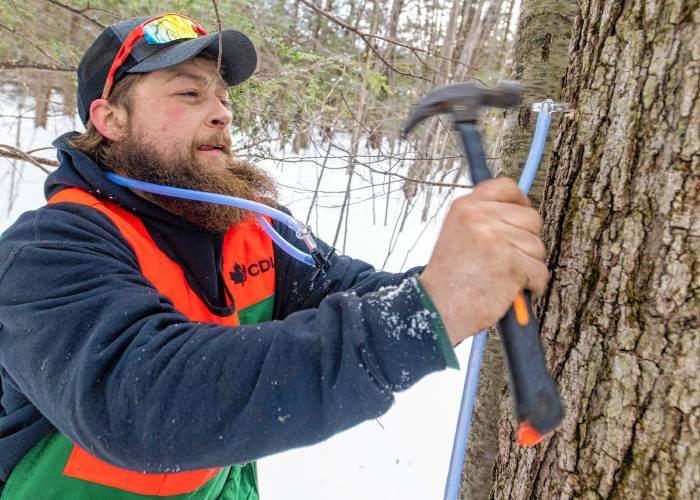 Cooper Deane hammers a tap into a tree near Shelburne Falls.