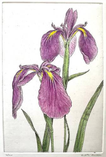“Iris Japonica,” a copper etching with watercolor accents by southern Vermont artist Bobbi Angell.
