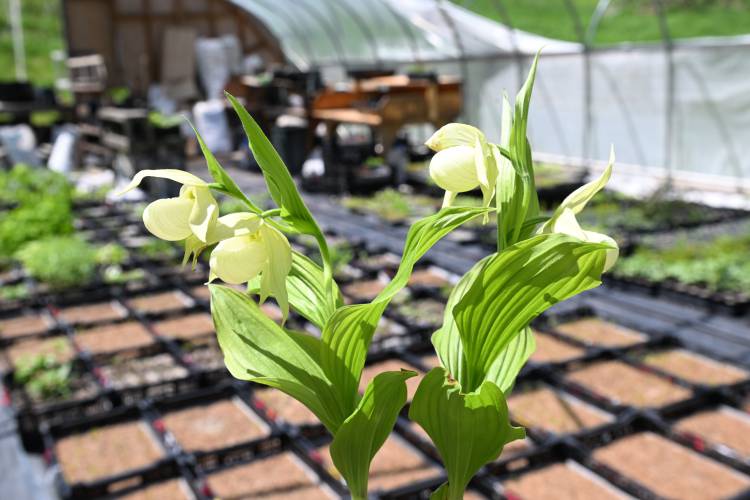 Lady slipper start at Hillside Nursery in Ashfield.