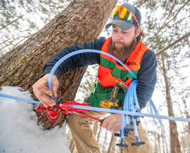 Cooper Deane cuts a lateral line to add a dropline while tapping trees near Shelburne Falls.