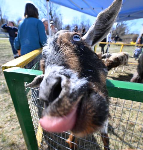 A goat looks for a handout at a Records and Burpee petting zoo held at Moore-Leland Library in North Orange.