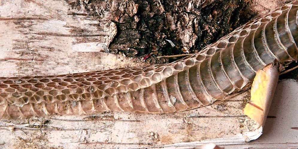 I found this snake skin stretched across a piece of birch bark in my wood pile. I found this snake skin stretched across a piece of birch bark in my wood pile.