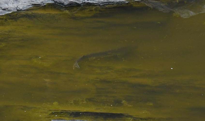 Another shortnose sturgeon was found below the Turners Falls dam on Wednesday. Research Fishery Biologist Micah Kieffer with the U.S. Geological Survey captured and processed the fish. It was later released.