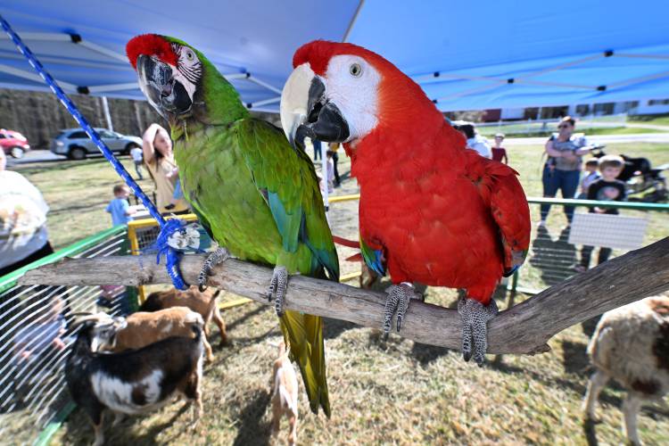 A pair of macaws at a Records and Burpee petting zoo held at Moore-Leland Library in North Orange.