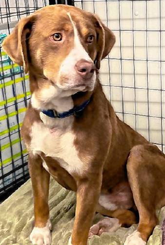 Lenny is a 1-year-old mixed-breed. He is shy but is starting to come out of his shell. He would do best in a quiet home. He gets along with other dogs at the shelter and he would enjoy another friendly dog to keep him company. For more information about Lenny, call 413-676-9182. Lenny is a 1-year-old mixed-breed. He is shy but is starting to come out of his shell. He would do best in a quiet home. He gets along with other dogs at the shelter and he would enjoy another friendly dog to keep him company. For more information about Lenny, call 413-676-9182.