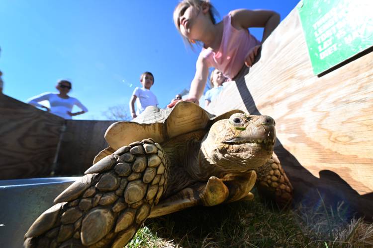  5-year-old Lucy Thomas pets a large tortoise at the Records and Burpee petting zoo held at Moore-Leland Library in North Orange.