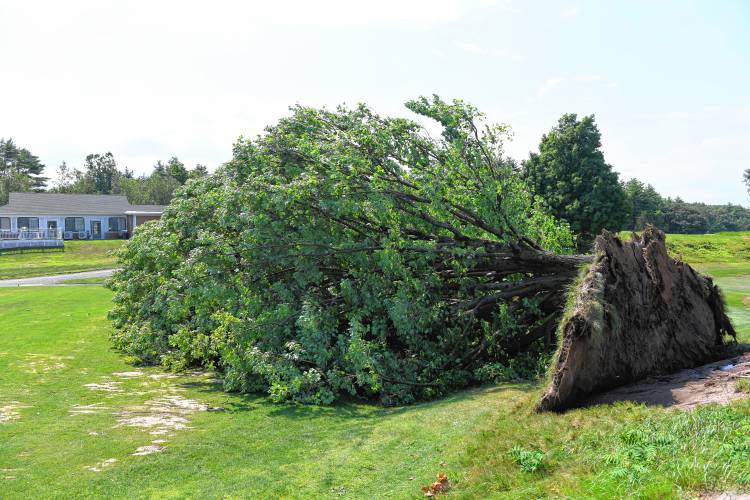 A majestic maple tree was toppled during Tuesday’s high winds at the Country Club of Greenfield, just missing the 18th green. The tree was part of the iconic view from the deck of the clubhouse and Terrazza restaurant but was growing on a ledge that the roots could not anchor in. CCG was closed Tuesday morning and had to cancel a tournament before reopening at 1:30 p.m.