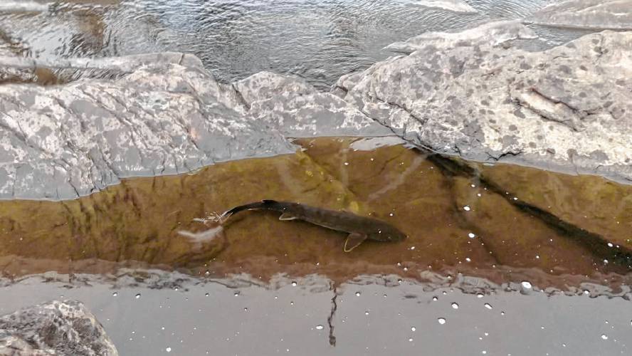 A shortnose sturgeon spotted in an isolated pool below the Turners Falls Dam by Turners Falls resident Willis McCumber in late July. The fish was recovered by FirstLight Hydro Generating Company and the U.S. Geological Survey and was safely returned to the Connecticut River.