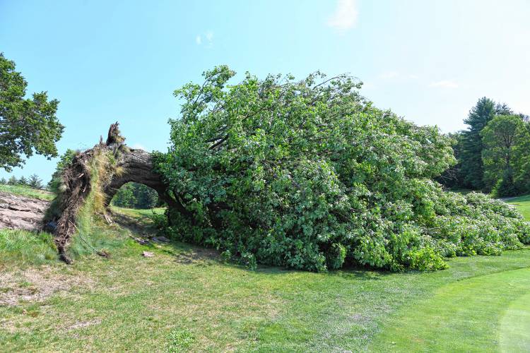 A majestic maple tree was toppled during Tuesday’s high winds at the Country Club of Greenfield, just missing the 18th green. The tree was part of the iconic view from the deck of the clubhouse and Terrazza restaurant but was growing on ledge that the roots could not anchor in. CCG was closed Tuesday morning and had to cancel a tournament before reopening at 1:30 p.m.