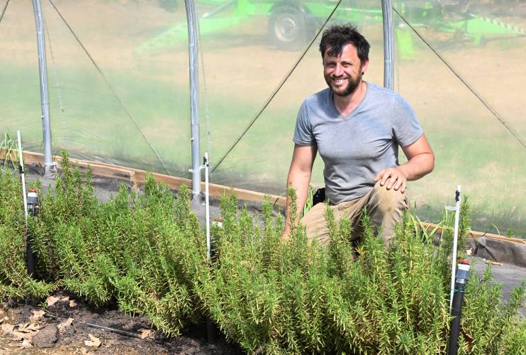 Dan Greene of Good Bunch Farm in Shelburne Falls with herbs in the green house.