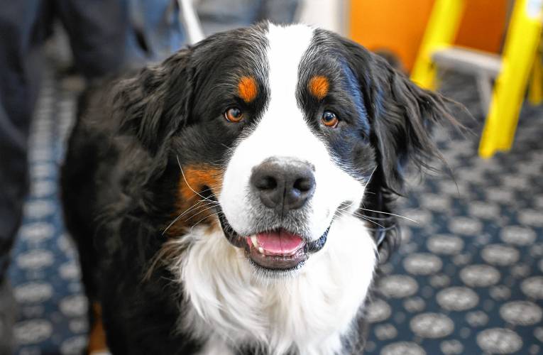 Franklin County Sheriff’s Office K-9 Unit comfort dog, Lucky.