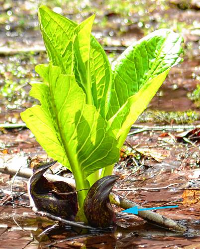 The gorgeous yellow-green leaves of the skunk cabbage are much easier to notice than the dark red flowers, which I have indicated with the blue arrow. The gorgeous yellow-green leaves of the skunk cabbage are much easier to notice than the dark red flowers, which I have indicated with the blue arrow.