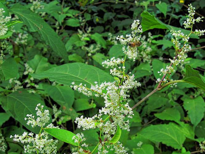 Japanese knotweed