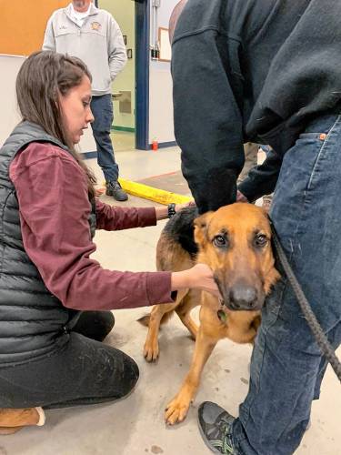 Dr. Kaitlyn Boucher, an emergency medicine specialist at Veterinary Emergency & Specialty Hospital in South Deerfield and the wife of firefighter Brian Boucher, brought some colleagues and her two personal dogs to the Orange Fire Department on Jan. 26 to deliver a training required by Nero’s Law, which allows for the medical treatment and transport of police K-9s injured in the line of duty.