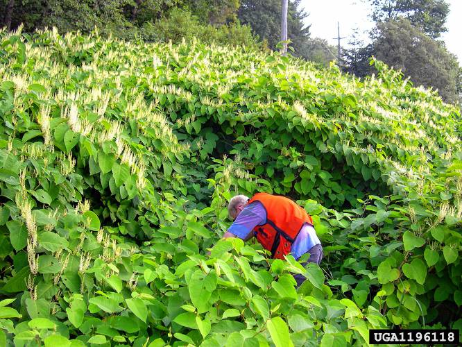 Japanese knotweed is considered one of the worst invasive exotics in parts of the eastern United States. The hard-to-kill plant has been reported in 45 states and several Canadian provinces.