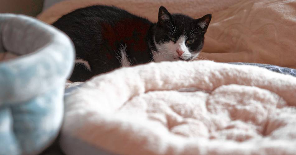 Elsa sits on Beth Malloy’s bed at their home in South Deerfield.