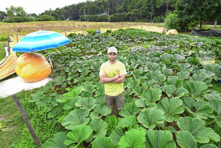 Hayden Rouse of Bernardston stands in his pumpkin patch, which contains only two plants and an intracite root system with lots of folliage. On the left is the pumpkin he calls Solstice, and on the right is the 1,400-pound Spitfire.