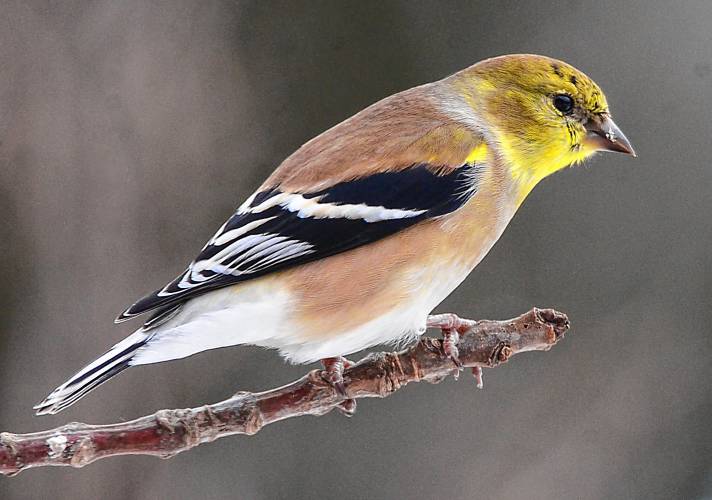 Believe it or not, this is an adult male American goldfinch that has swapped his bright yellow breeding plumage for a far less provocative winter costume. Believe it or not, this is an adult male American goldfinch that has swapped his bright yellow breeding plumage for a far less provocative winter costume.