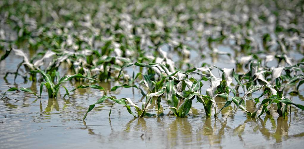 Corn sits in standing water after a field was flooded off Aqua Vitae Road in Hadley in July. Corn sits in standing water after a field was flooded off Aqua Vitae Road in Hadley in July.